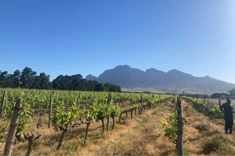 0 Bedroom Property for Sale in Paarl South Western Cape